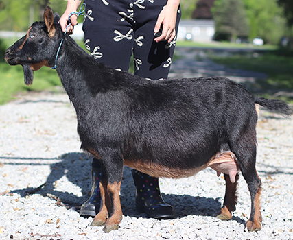 Lesperance Andromeda